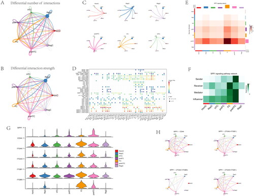 Figure 15. Inferences of cell–cell communication by CellChat revealing the global signalling changes. (A–B) Circular plots of the cellular interaction number and interaction strength between each chondrocyte subtype. (C) Cross-talk analysis between each cluster’s cell type in OA cartilage. (D) Expression of genes associated with each cluster’s cell type. (E) Relative strength of seven cell subtypes in clusters from OA cartilage (F) The role importance of different clusters in the SPP1 signalling pathway. (G) The expression level of genes associated with SPP1 signalling pathway. (H) The circle plots show the obvious changes in cell communication mediated by SPP1 signalling pathways.