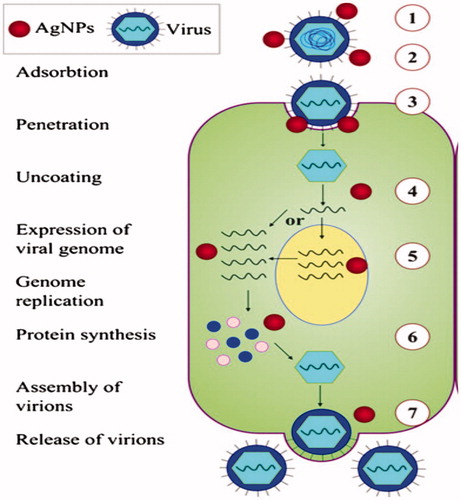 Figure 2. Mechanism of antiviral effect of AgNPs on different stages of virus replication: (1) interaction with viral surface, (2) interference with viral attachment, (3) inhibition of virus penetration into the cell, (4) interaction with viral genome, (5) inhibition of genome replication, (6) inhibition of protein synthesis, and (7) inhibition of assembly and release of virions.