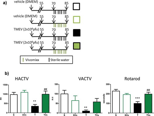 Figure 1. Vivomixx-treatment improves the motor disability of TMEV-mice. (a) Scheme of the experimental groups. Mice were administered 3 × 108 cfu Vivomixx by oral gavage three times a week from day 70 pi to 85 dpi. Control mice were administered autoclaved water alone. b) Horizontal (HACTV) and vertical activity (VACTV), as well as motor coordination were evaluated. The data are presented as the means ± SEM: ***p < .001 vs. S; ##p < .01 vs T; n = 10 mice/group studied in two independent experiments.