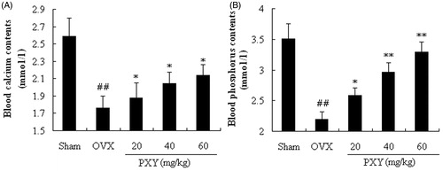Figure 3. Effects of PXY on body blood calcium and blood phosphorus contents of OVX mice. Each column represented as mean ± standard deviation (n = 10). The vehicle (10 ml/kg) and PXY (20, 40, and 60 mg/kg) were administered intraperitoneally. ##p < 0.01, compared with the sham group; *p < 0.05, **p < 0.01, compared with the OVX group.