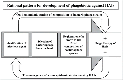Figure 4. HAIs phage therapy model for clinical practice.