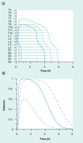 Figure 2. Population pharmacokinetic–pharmacodynamic modeling of epidural analgesia.(A) Blockade probabilities after an epidural injection of ropivacaine 125 mg in a 50-year-old patient. The size of the dots is proportional to the probability of blockade with 90% (solid line), 75% (broken line) and 50% (dotted line) isoeffect lines. Time is expressed on the x-axis and the dermatome level on the y-axis. (B) Probability of blockade, P(block), for dermatomes S5 (broken line), Th11 (solid line) and Th7 (dotted line) versus time.Data taken from Citation[32].