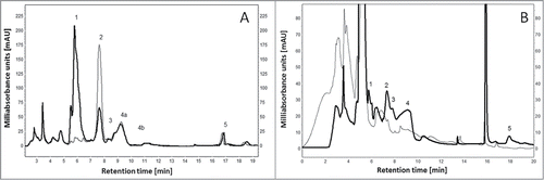 Figure 3. Production of food with low purine content using beef broth as an example. Presented is the profile of the beef broth before (thick line) and after (thin line) enzyme treatment with (A) 4.2 U adenine deaminase (Aadap) for 20 min and (B) an enzyme mixture containing 1 U of xanthine dehydrogenase (Axorp) and 0.125 U of adenine deaminase (Aadap), guanine deaminase (Agdap) and urate oxidase (Auorp) respectively plus 3 mg ml−1 NAD+ for 240 min. Peaks: 1 – adenine, 2 – hypoxanthine, 3 – xanthine, 4a,b – guanine, 5 – uric acid.