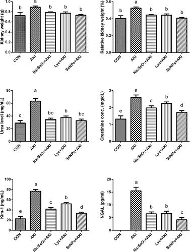Figure 3 The effect of lycopene coated selenium nanoparticles (LYC-SeNPs) on kidney weight and renal function markers in glycerol-induced acute kidney injury. Data are expressed as mean ± SEM, n = 7. The statistical difference between groups was estimated using Duncan’s post-hoc test at P < 0.05. Bars that do not share same letters (superscripts) are significantly different from each other (p < 0.05).