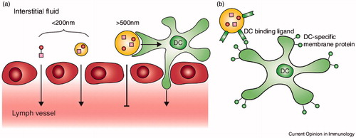 Figure 1. (a) Passive targeting of nanovaccines to DCs. Nanoparticles up to 200 nm can diffuse from the interstitial fluid across the lymphatic endothelium (red) into lymph vessels. Then nanovaccines are transported to lymph nodes and targeting local DCs. Nanoparticles larger than 500 nm cannot cross the endothelium and are trapped at the injection place then skin DCs (green) can take up the nanoparticles and transport them to the lymph node for antigen presentation to T cells through dermal DCs. (b) Active targeting of nanovaccines to DCs includes nanoparticles with ligands or antibodies that bind specifically to DC surface receptors, thus directing nanovaccine uptake toward DCs. Adapted from Paulis et al. (Citation2013).