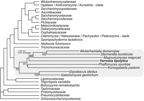 Figure 1. Phylogenetic relationships among ascomycetous yeast genera and families based on neighbor-joining analysis of a concatenated dataset of gene sequences from LSU rRNA, SSU rRNA and translation elongation factor-1α showing the position of Yarrowia lipolytica. Adapted from Kurtzman et al. (Citation2011).