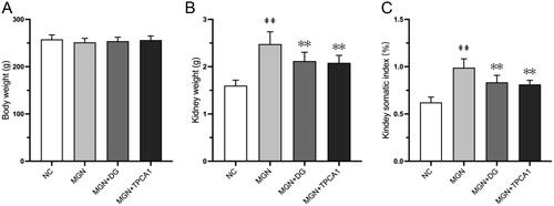 Figure 1. DG has no distinct toxic effects in MGN rats after 4 weeks treatment. (A) Body weight. (B) Kidney weight. (C) Kidney somatic index. ##p < 0.01 vs. normal control group. Data are expressed as the mean ± standard deviation (SD), n = 6. **p < 0.01 vs. MGN group. NC: normal control; MGN: membranous glomerulonephritis; DG: diosgenin; TPCA1: [(aminocarbony)amino]-5-(4-fluorophenyl)-3-thiophenecarboxamide. The somatic index is defined as follows: somatic index= kidney weight (g)/body weight (g).