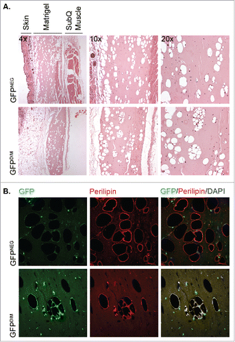 Figure 2. GFPDIM adipose stromal cells have adipogenic capacity in vivo. GFPDIM and GFPNEG adipose stromal cells were purified from female wild type mice transplanted with BM from male mice constitutively expressing GFP by flow cytometric sorting as in Figure 1 (cells from n = 3–5 animals pooled/experiment). The cells were pelleted and resuspended in cold Matrigel at 2 × 106 cells per 200 µl. The cell suspensions were injected subcutaneously in the abdomen anterior to the thigh of athymic female mice. Four weeks later the Matrigel plugs and adjacent skin and muscle were recovered, fixed in paraformaldehyde overnight and cut in half for embedding in paraffin. A) Five μm sections were deparaffinized and stained with Hematoxylin and Eosin. Figure shows images taken at 4x, 10x or 20x magnification of sections from mice receiving GFPNEG or GFPDIM cells. B) Additional sections were stained with a primary antibody to perilipin and Alexa 555-conjugated secondary antibody, and counterstained with DAPI. Fluorescence images taken at 40x show GFP and perilipin signals individually or overlaid with DAPI. Representative images of n = 3 independent experiments.