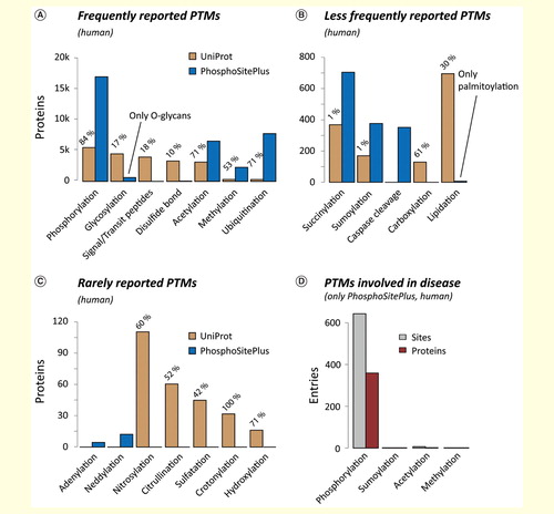 Figure 2. Frequency of human PTMs. Summary of human PTMs which, according to UniProt and PhosphoSitePlus, have been detected (A) frequently, (B) less frequently and (C) rarely. For UniProt, the percentage of entries with experimental evidence is given (ECO:0000269). (D) The high number of known PTMs is in stark contrast to the limited knowledge about their involvement in disease.PTM: Post-translational modification.