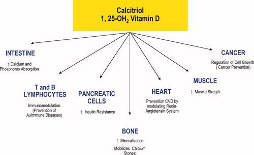 Figure 3.  Vitamin D actions.