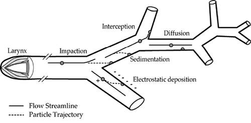 FIGURE 1. Fiber deposition in the lung. Lines within the airways show net axial core flow through the trachea (site of impaction), bronchi, and bronchioles (CitationLippmann & Schlesinger 1984).