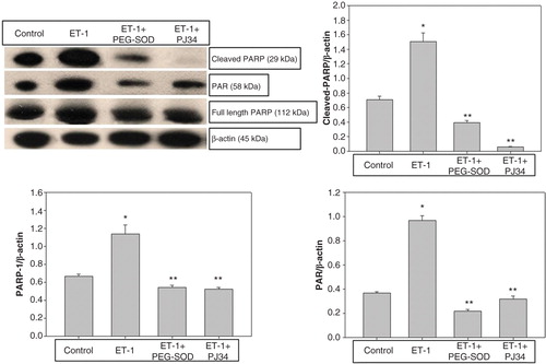 Figure 6. Evaluation of PARP-1 and PAR expression in thoracic aorta rings by Western blot analysis in controls, ET-1-incubated, ET-1 and PEG-SOD plus apocynin-incubated, and ET-1 and PJ34-incubated specimens. *p < 0.05 as compared with controls; **p < 0.05 as compared with ET-1-incubated rings.