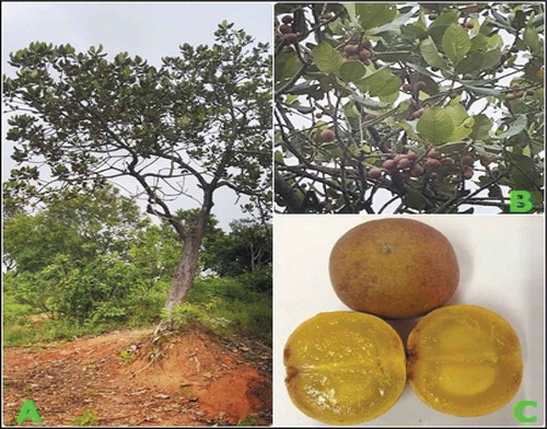 Figure 3. U. kirkiana tree (a), U. kirkiana fruits (b), and U. kirkiana pulp and seed (c)