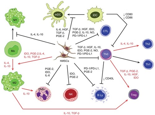 Figure 2 Immunomodulatory action of activated MSCs.Notes: Red arrow: stimulation; black arrow: suppression; blunt-ended arrow: direct inhibition.Abbreviations: iDC, immature dendritic cell; IL, interleukin; HGF, hepatocyte growth factor; TGF-β, transforming growth factor-β; PGE-2, prostaglandin E2; IDO, indoleamine 2,3-dioxygenase; NO, nitric oxide; PD-L1, programmed death ligand 1; hMSC, human mesenchymal stem cell; Treg, T regulatory; Th, T helper; CTL, cytotoxic T cell; mDC, mature dendritic cell; PD-1, programmed cell death protein 1; PMN, polymorphonuclear leukocyte; NK, NK cell.