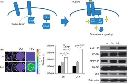 Figure 1. Heat-induced EGFR activation in vitro. (A) Diagram of our EGFR-bioluminescent imaging reporter: EGFR and Shc proteins are fused to the N- and C-terminal fragments of luciferase. Upon activation of the EGFR pathway, e.g. by ligand binding, homo-dimers containing EGFR are formed and Shc is recruited to the complex, resulting in Shc phosphorylation and downstream signalling. Binding of EGFR-N-Luc to Shc-CLuc brings the two fragments in close proximity to each other, thus reconstituting luciferase activity. In the presence of the substrate luciferin, light is emitted which can be detected using a highly sensitive camera. (B) Induction of reporter activities in MDA-MB-231-EGFR-Shc-Luc cells. Left panel: cells were exposed to 43°C in a water bath for 30 min and imaged using an IVIS 200 imager at 3 h and 24 h after heating. Shown are luciferase signals of representative wells. Middle panel: graph of luciferase signals expressed as photon counts/s. Shown are average signal values of three individual wells, error bars represent standard error of the mean. Right panel: western blot analysis of total EGFR, mitogen-activated phosphokinase (MAPK), Shc levels the phosphorylated fraction of EGFR and MAPK in heated MDA-MB231 cells at 3 h and 24 h after heat treatment. Beta actin levels are shown as loading control.