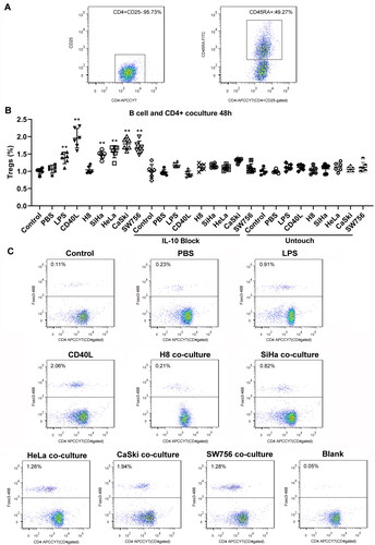 Figure 5. Foxp3 expression in sorted CD4+ T cells after coculture with stimulated B cells 48 h. (A) Relative number of CD4+CD25-CD45+ T cells in sorted CD4+CD25-T cells before coculture. (B-C) Sorted CD4+CD25− T cells were cocultured with B cells, then stained for CD4 and Foxp3 expression. Differences between multiple groups were evaluated using one-way ANOVA analysis. **p < 0.01.
