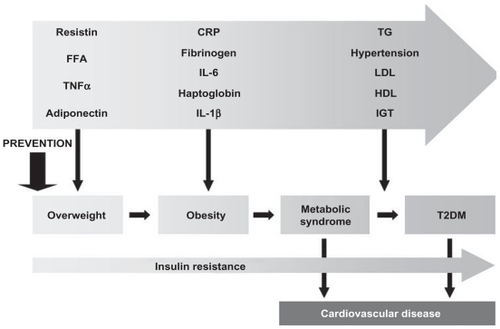 Figure 2 The relationship of inflammatory markers and disease factors to specific stages pathologic continuum from overweight to T2DM and cardiovascular diseases.Citation63,Citation64