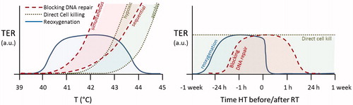Figure 2. Schematic illustration of the thermal enhancement ratio TER given in arbitrary units (a.u.) for three different HT mechanisms as function of temperature (left) and as a function of the time interval between RT and HT (right). The RT session is given at time t = 0.