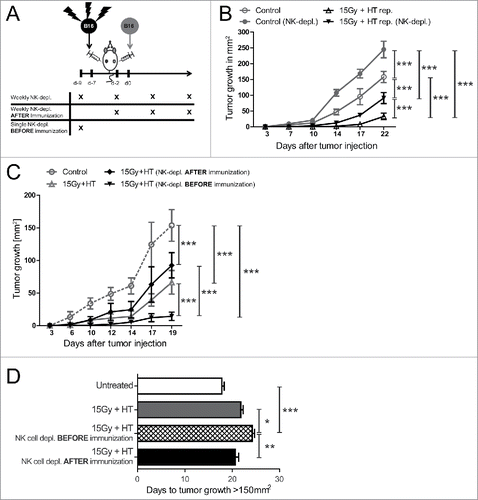 Figure 4. Impact of NK cells on tumor growth retardation induced by immunization with treated B16 cells. By repetitive immunization of C56/BL6 mice with 15 Gy plus hyperthermia (HT, 41.5°C for 1 h) treated B16 cells and subsequent injection of viable tumor cells in the contralateral flank, NK cells were either depleted before the first immunization (single NK-depl. before immunization), additionally three times after immunization (weekly NK-depl. after immunization), or before and additionally three times after immunization (weekly depletion) (A). Concomitantly the tumor growth was monitored over days at the side of injected viable B16 cells (B–C). ***p < 0.001 determined by two-way ANOVA, Bonferroni post-test. Additionally, the days to tumor growth >150 mm2 was recorded (D). *p < 0.05; **p < 0.01; ***p < 0.001 determined by one-way ANOVA, Bonferroni test. Representative data of two independent experiments, each with five mice per group, are presented as mean ± SD; control: PBS immunized mice.