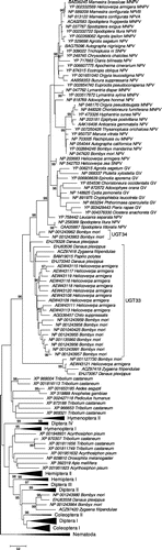 Figure 1. ME tree of UGTs of insects based on JTT + G distance at 169 aligned amino acid sites; certain groups are condensed for ease of presentation (for full tree see Supplementary Figure S2). Numbers on the branches are confidence levels of interior branch test; only values ≥95% are shown.