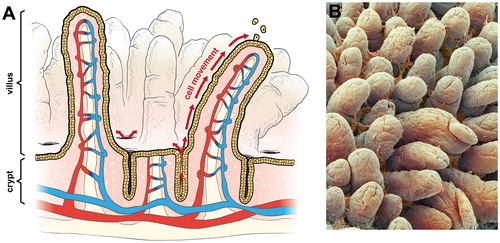 Figure 1. Intestinal structure: (A) diagram of small intestine showing crypts, villi, and vasculature. The arrows show the migration of enterocytes from the crypts below the luminal surface to the tips of villi where enterocytes are sloughed into the intestinal lumen and (B) scanning electron micrograph of small intestine showing villi and mucus (© Unlisted Images / Fotosearch.com).
