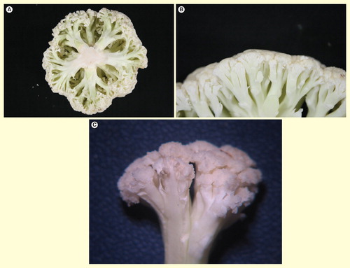 Figure 1. A cauliflower plant as an example for a naturally occurring fractal structure. A self-similar pattern across different magnification scales (A–C) is visible in the ramification pattern as well as in the surface structure. When trying to measure the surface, we will recognize an astonishing phenomenon: with increasing zoom factor (A–C), we will detect more and more structural details and surface infoldings, which will result in an increase of the surface.