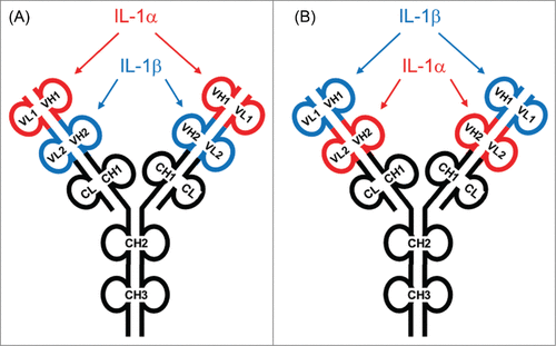 Figure 2. Design of human IL-1α/β dual variable domain immunoglobulins (DVD-Igs). (A) Representation of a DVD-Ig with an anti-IL-1α variable domain on the “outer” position linked to an anti-IL-1β variable domain in the “inner” position. (B) Representation of a DVD-Ig with an anti-IL-1β variable domain in the “outside” position linked to an anti-IL-1α variable domain in the “inner” position. Several DVD-Igs were constructed, expressed in HEK 293 cells, and purified from cell supernatants using Protein A affinity chromatography. The architecture of ABT-981 is based on design B.