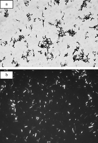 Figure 2.  Lactobacillus fermentum ME-3 (DSM 14241) Citation[118], Citation[119]. (a) Light microscopy, Gram stain, magnification×1000. (b) Fluorescent in situ hybridization (FISH). Probe: Lab 158, Lactobacilli + enterococci according to Franks et al. Citation[41].