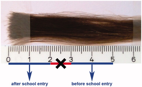 Figure 1. Retrospective segmental hair analysis in children before and after school entry. Hair fragments of 1 cm correspond approximately to 1 month.