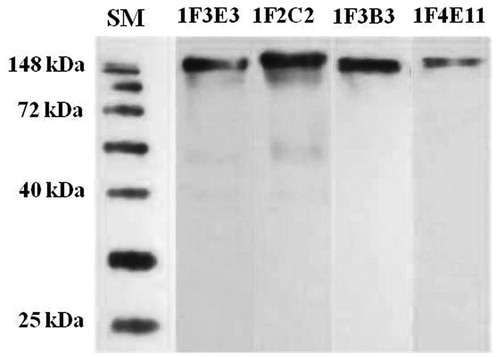 Figure 1. Western blot reactivity profile of selected anti-tetanus toxin monoclonal anti-bodies. Tetanus toxoid was separated over a 10% polyacrylamide gel, electroblotted to PVDF membranes, and then probed with anti-TeNT MAb. SM, protein size marker.