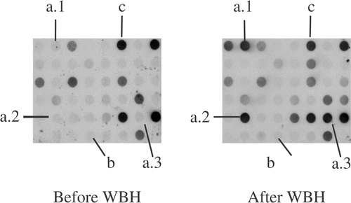 Figure 1. Dot-blot hybridization of cDNA library enriched for cDNAs upregulated in peripheral blood lymphocytes after whole body hyperthermia probed with PBL cDNAs increased after (after WBH) and before whole body hyperthermia combined with chemotherapy (before WBH), respectively. Marked are clones of cDNAs that are increased ((a)1–3), as well as cDNAs with low (b) and high initial signal intensity (c) that are not differentially expressed.