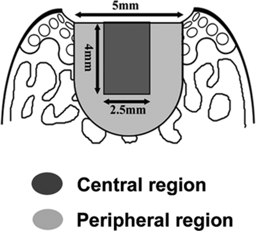 Figure 5. The central and peripheral regions for localization of proliferating cells. To characterize the cells responsible for the early increase in cell number (asterisk, Fig. 3), the distribution of proliferating cells was studied using BrdU staining. For detailed localization of cells, the cartilage defect was divided further into the central and peripheral regions.