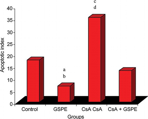 Figure 3. The effect of GSPE on apoptotic index of myocardial cell in CsA-treated rats. The apoptotic index is the lowest in GSPE group and the highest in CsA group. GSPE protects the heart against chronic CsA cardiotoxicity. The values are expressed as mean ± SD.Notes: CsA, cyclosporine A; GSPE, grape seed proanthocyanidin extract. (a) GSPE versus control, p = 0.049; (b) GSPE versus CsA, p = 0.004; (c) CsA versus control, p = 0.041; (d) CsA versus CsA + GSPE, p = 0.027.