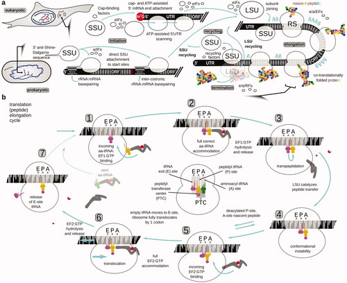 Figure 1. Overview of the protein biosynthesis pathway (translation). (a) The mRNA translation cycle of eukaryotic and prokaryotic cells, depicting the peptide initiation, elongation and termination, and ribosome recycling phases of the cycle. The focus is brought to the start codon location differences during the initiation phase. For more details about the initiation mechanisms, refer to the respective reviews (e.g. Shirokikh and Preiss Citation2018; Hinnebusch et al. Citation2016; Hinnebusch Citation2017; Hershey et al. Citation2019; Sonenberg and Hinnebusch Citation2009; Gualerzi and Pon Citation2015; Rodnina Citation2018). (b) Steps of translation elongation cycle as ribosome ratchets through the codons of an open reading frame of mRNA and polymerizes the polypeptide. The focus is brought to the events and intermediates that can be specifically targeted and/or can have an impact on the translation complex footprint features and distribution. A taxa-indifferent elongation factor designation is used, with EF1 referring to eEF1A in eukaryotes, aEF1A in archaea and EF-Tu in bacteria, and EF2 referring to eEF2 in eukaryotes, aEF2 in archaea and EF-G in bacteria. In the center of the cycle schematic, the respective aminoacyl (A), peptidyl (P), and exit (E) tRNA localization and functional sites of the SSU and LSU are highlighted (populated with tRNAs from the cycle schematic to provide an example), and the location of the peptidyl transferase center in the LSU (PTC) is schematized.