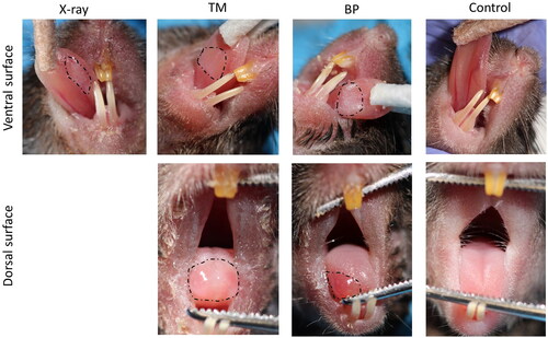 Figure 4. Representative images of observed oral mucositis on the ventral and dorsal surface of the tongue after proton- and X-irradiation (dotted lines). a control (nonirradiated) mouse is included for comparison.