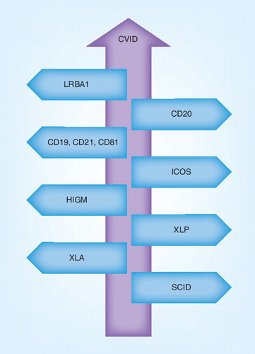Figure 1. Differential diagnosis for common variable immunodeficiency with definite single defect gene.CVID: Common variable immunodeficiency; HIGM: Hyper IgM syndrome; ICOS: Inducible T-cell costimulator; SCID: Severe combined immunodeficiency; XLA: X-linked agammaglobulinemia; XLP: X-linked lymphoproliferative disease.