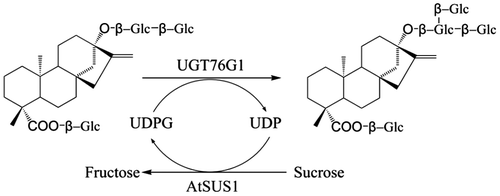 Fig. 1. Concept of the two-enzyme system for efficient synthesis of rebaudioside A from stevioside.