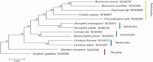 Figure 1. The phylogenetic tree of maximum likelihood analysis based on 13 PCGs. *Indicates this study.