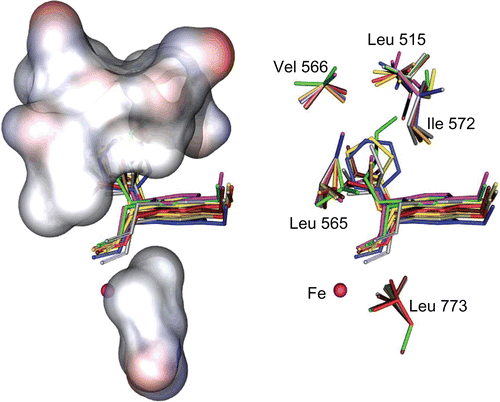 Figure 2.  Stick (right) and solvent surface (left) view of flexible residues, surrounding the consensus bonding conformations of compounds 4a–j in the SLO active site.