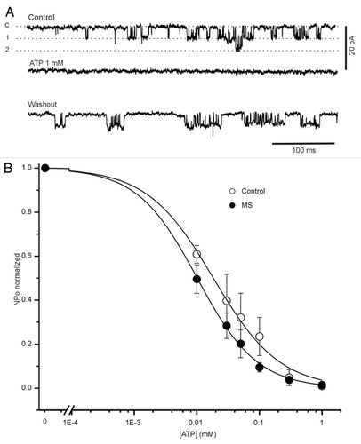 Figure 6. Pancreatic β cells from MS rats are more sensitivity to ATP. (A) Effect of ATP over the activity of single potassium channel recorded from control patch (at -50 mV) under control condition, in the presence of ATP (1 mM) and after washout. C, 1 and 2 corresponds to different current levels. (B) Open probability as a function of ATP concentration plot. The data were fitted to Hill equation, Kd and h were: 18.3 ± 0.01 μM and 1 ± 0.01 for control (open circle; n = 6) and 10.1 ± 0.9 μM (p < 0.05 with respect to control), and 0.9 ± 0.01 for MS cell respectively (black circle; n = 13). Data are expressed as mean ± SE.