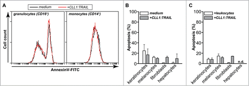 Figure 4. CLL1:TRAIL has no toxicity toward normal cells. (A) The effect of CLL1:TRAIL (500 ng/ml) on CLL-1 positive leukocytes was determined by assessing apoptosis (Annexin-V) by flow cytometry in CD16-positive granulocytes and CD14-positive monocytes, after 16 h treatment (using anti-CD14-APC, anti-CD16-PE-Dy647). Of note, leukocytes were stimulated with 10 ng/ml IFNγ to reduce spontaneous apoptosis which normally occurs in granulocytes. (B) Primary normal human cells were treated with CLL1:TRAIL (700 ng/ml) and apoptosis was measured by DioC6 assays. (C) As in G, in the presence of leukocytes (E:T = 10:1). n.d.: not determined