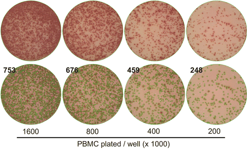 Figure 3.  Upper detection limit of IFNγ spot counting. Representative images are shown for data obtained with LP-51 when tested at the cell numbers specified. The test conditions are as described in Figure 2. The top row shows the raw images, the bottom row the spot counts with the overlay of the counted spots over the raw image; the green outlines are generated by the ImmunoSpot software to mark spots that have been automatically recognized/counted by the software. The data illustrate how individual spots can be discretely discerned up ≈ 500 spots per well. Note also the linearity of the counts in Figure 2. At higher numbers, confluence of spots and ELISA effects interfere with the countability of the data.