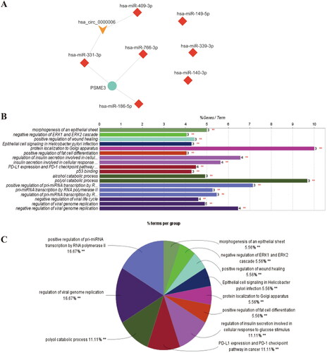 Figure 3. GO and KEGG analysis of 10 miRNA target genes in ceRNA network.