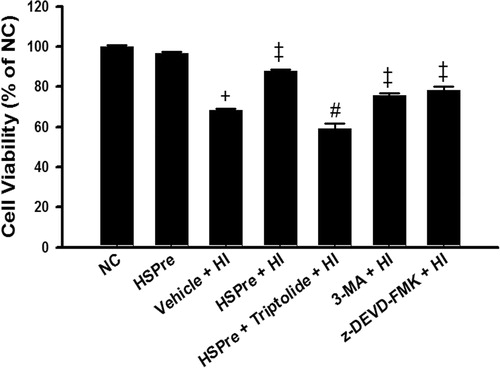 Figure 5. The protective effect of HSPre, 3-MA preconditioning or z-DEVD-FMK preconditioning significantly attenuated HI-induced cell death. Cells were processed by hyperthermic injury in a 43 °C circulating water bath for 120 min; however, its damage was significantly attenuated by HSPre. Data were presented as the means ± SD of three independent experiments. †p < 0.05 in comparison with NC. ‡p < 0.05 in comparison with HI. #p < 0.05 in comparison with the HSPre + HI group. Please see the legends of Figure 1 for group abbreviations.