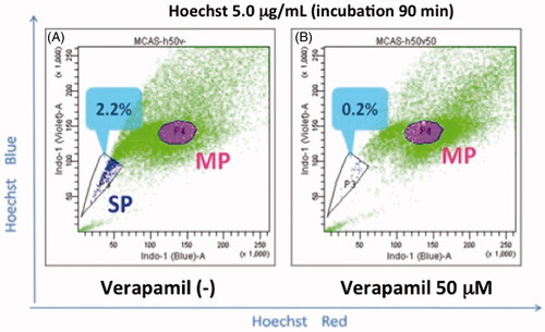 Figure 1. Hoechst33342 staining assay that shows CSC-enriched side population. Ovarian carcinoma MCAS cells were stained with 5.0 µg/mL Hoechst 33342 and analysed by flow cytometry. (A) SP, side population (2.2%); MP, main population. (B) SP was decreased in the presence ABCG2 inhibitor verapamil.