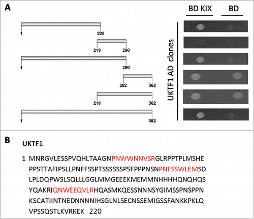 Figure 4. AtMed15a KIX interacting region of UKTF1 harbors 9aa TADs. (A) Y2HGold co-transformed with derivatives of AD UKTF1 clones and BD KIX or BD vector as control were spotted and grown on SD Trp−/Leu−/His−/Ade− with 10 mM 3-AT and 125 ng/ml Aureobasidin A agar media to score interactions. (B) 9aa TAD of AtMed15a KIX-interacting regions of UKTF1 are highlighted in red.