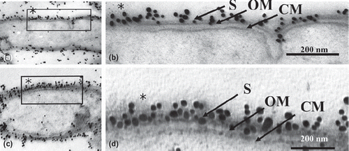Fig. 3. Low (a, c) and high (b, d) magnification micrographs of immunogold-labeled T. forsythensis cells after antigen retrieval by heating with the microwave oven. Microwaved at 100˚ C with 1% citraconic anhydride. Moderately decreased cytoplasm (a, c) compared to control cytoplasm (Fig. 1) without damage to the ultrastructural integrity of cytoplasmic membrane and outer membrane (b, d). Immunogold-particles in (b) and (d) showed greater reactivity than the control (Fig. 1). CM, cytoplasmic membrane; OM, outer membrane; S, S-layer.