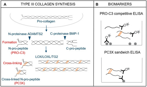 Figure 1 Biomarkers of type III collagen formation and cross-linking. (A) After pro-collagen triple helix folding (α1 chains), the N-and C-pro-peptides are cleaved in the extracellular space by the N-proteinase ADAMTS2 and the C-proteinase BMP-1. Type III collagen molecules are cross-linked by the enzymes lysyl oxidase (LOX), LOX-like (LOXL) 1–4 and transglutaminase 2 (TG2). (B) PRO-C3 measures type III collagen formation. PRO-C3 is based on a competitive ELISA that targets the ADAMTS2 cleavage site of the N-terminal pro-peptide and can measure single-and doublet stranded pro-peptides. PC3X measures type III collagen formation and cross-linking. PC3X is based on a sandwich ELISA that targets the same cleavage site as PRO-C3 but only measures cross-linked multimeric pro-peptides.