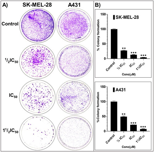 Figure 6. The potent broad-spectrum anticancer hit compound P25 significantly inhibits colony formation capacity in A431 (A) and SK-MEL-28 (B) cells after 14 days. The percentage decrease in colony formation was concentration-dependent (0, ½IC50, IC50, and 1½IC50 obtained from the antiproliferation assay) and was comparable in A431 (C, D) and SK-MEL-28 (E, F) cells. The data expressed in the bar graphs represent the mean ± SD in the P25-treated group expressed as a percentage relative to the untreated control group. Data are from three independent experiments performed in quadruplicate. Statistical significance was assessed using one-way ANOVA and Tukey’s multiple comparison tests; **p < 0.01, and ***p < 0.001 were considered significant.