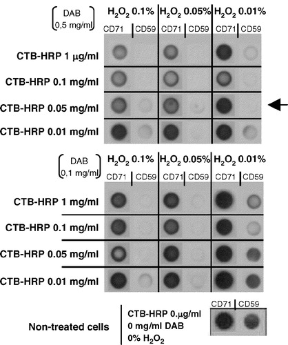 Figure 2. Improvement of a CTB-HRP-based method for the specific depletion of raft proteins. Lymphoblasts were separated in different samples, incubated with various amounts of cholera toxin (CTB; 0.01, 0.05, 0.1 or 1 µg/ml) for 30 min at 37°C and then washed several times with HBSS+. Next, cells were placed in 1 ml HBSS+ and the 3,3′-diaminobenzidine (DAB) crosslinker, either at 0.5 or 0.1 mg/ml, added in the presence of different concentrations of H2O2 (0.01, 0.05 or 0.1%) for 45 min at 4°C. After this incubation step, lymphoblasts were washed twice with cold HBSS+ and cell lysis performed with TKM/0.5% TX-100 for 30 min on ice. A postnuclear supernatant was obtained after centrifugation at 13,000 rpm for 15 min (4°C) to eliminate, amongst others, nuclei and rafts proteins. Soluble proteins (non raft proteins) were dotted on a nitrocellulose membrane (HybondECL, Amersham-Biosciences Europe, GmbH) and the presence of CD59 (raft marker) and CD71 (non raft marker) analysed as in Figure 1 by Immunoblotting combined with ECLPlus (Amersham-Biosciences Europe, GmbH). Initial expression of both CD59 and CD71 was evaluated in non-treated cells.